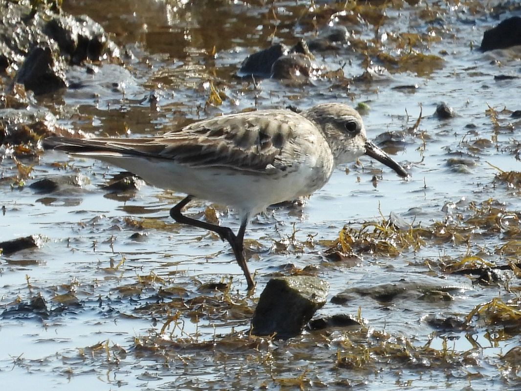 Calidris fuscicollis  - José F. Esparcia