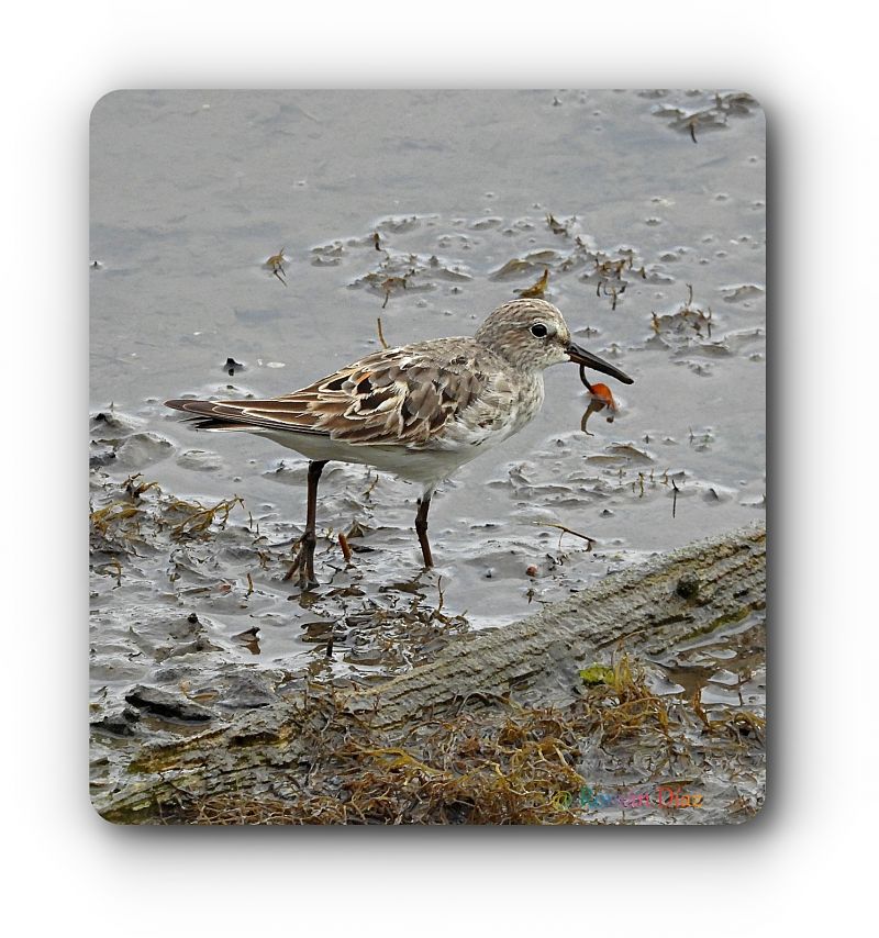 Calidris fuscicollis  - José F. Esparcia