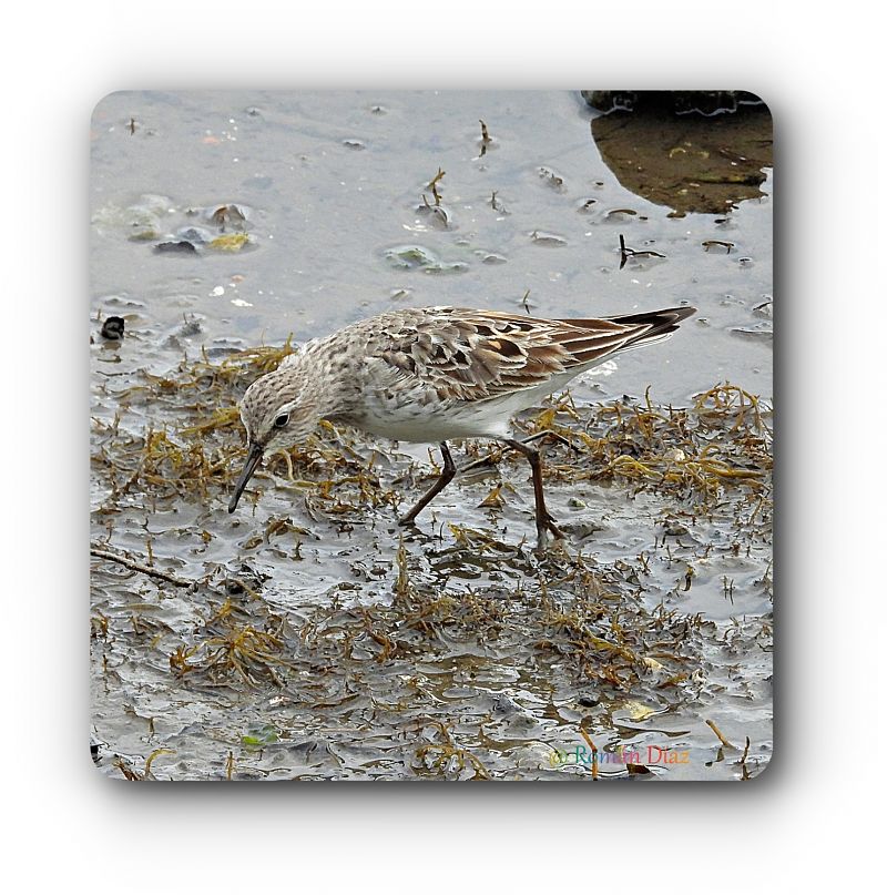 Calidris fuscicollis  - José F. Esparcia