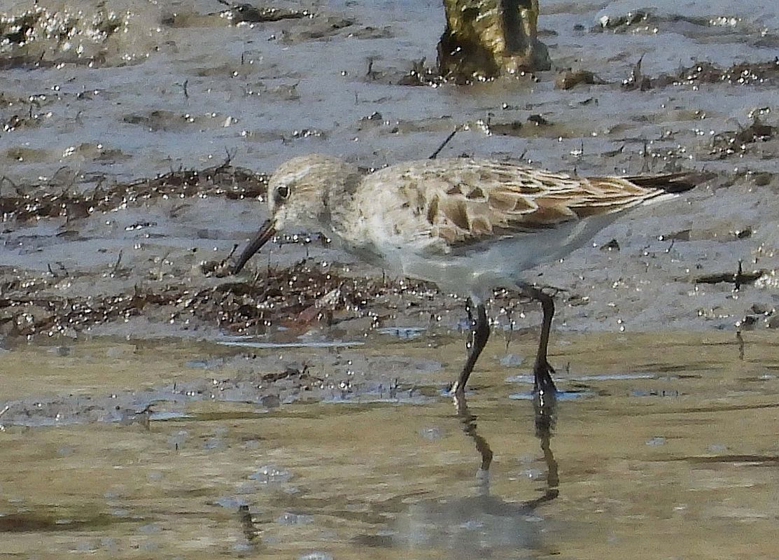 Calidris fuscicollis  - Alfredo Valiente