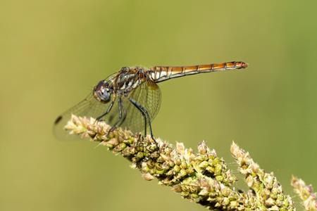 Trithemis annulata  - Joseba Otaegi