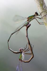 Chalcolestes viridis  - Joseba Otaegi