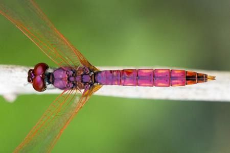 Trithemis annulata  - Joseba Otaegi