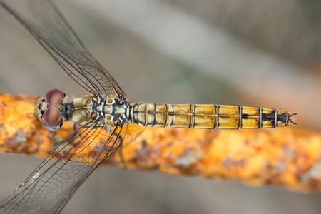 Trithemis annulata  - Joseba Otaegi