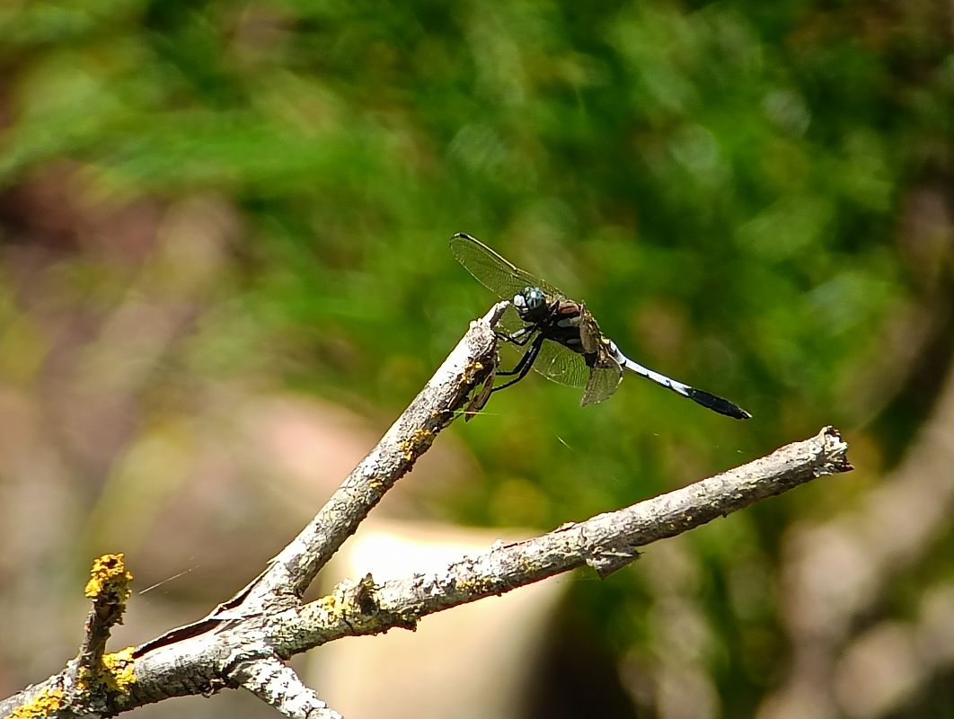 Orthetrum albistylum  - David Santamaría