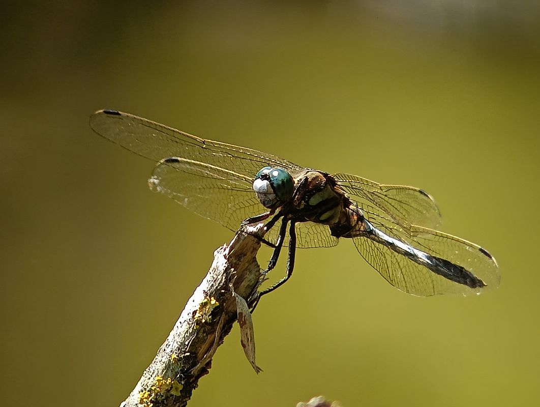 Orthetrum albistylum  - David Santamaría