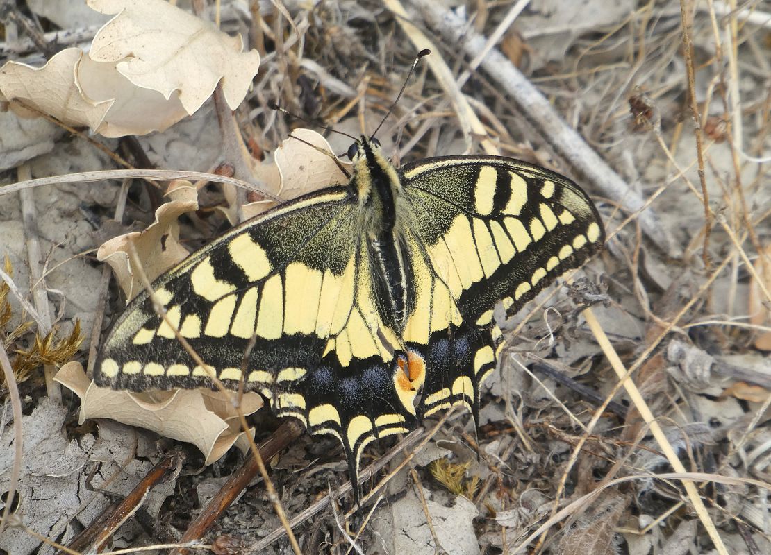 Papilio machaon  - Begoña Nogueiras Idoeta