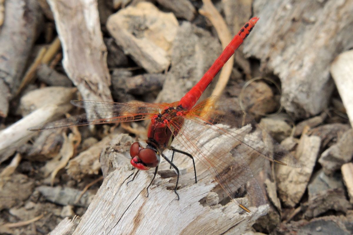 Sympetrum fonscolombii  - Juan Carlos Palacios
