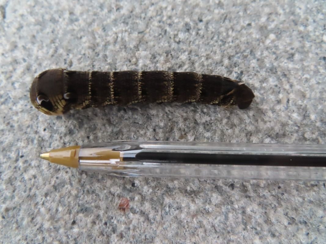 Deilephila elpenor  - Jose Manuel Unanue