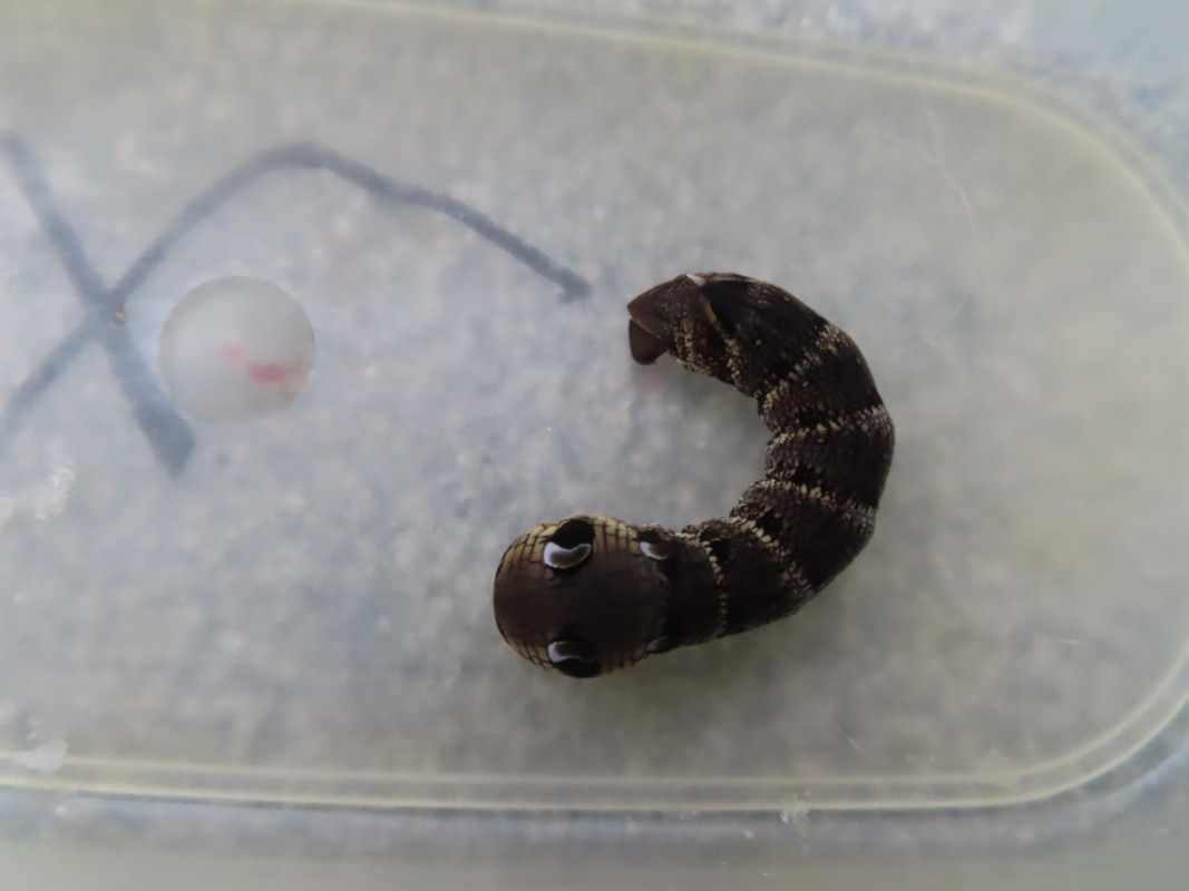 Deilephila elpenor  - Jose Manuel Unanue