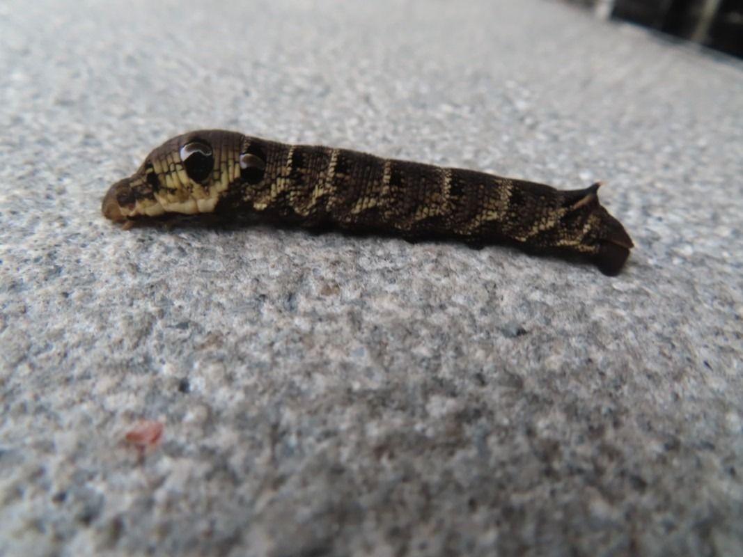 Deilephila elpenor  - Jose Manuel Unanue