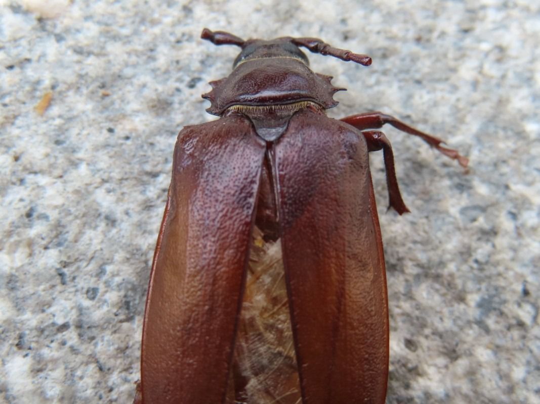 Cerambyx cerdo  - Jose Manuel Unanue