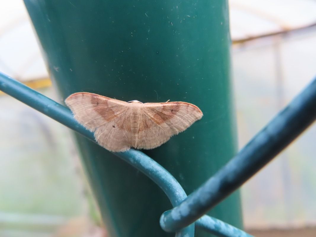 Idaea degeneraria  - Jose Manuel Unanue