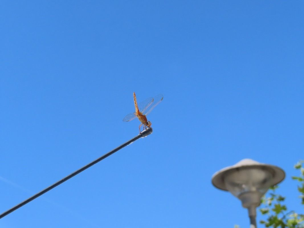 Sympetrum sp.  - Jose Manuel Unanue