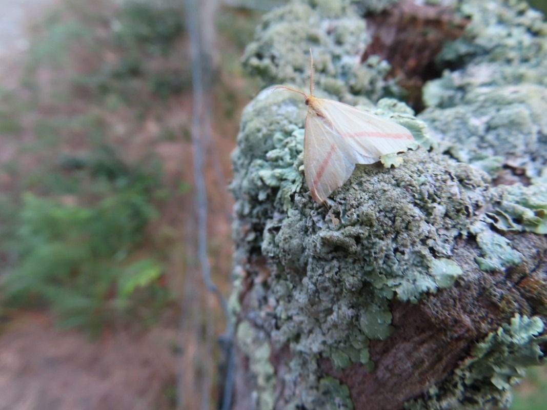 Rhodometra sacraria  - Jose Manuel Unanue