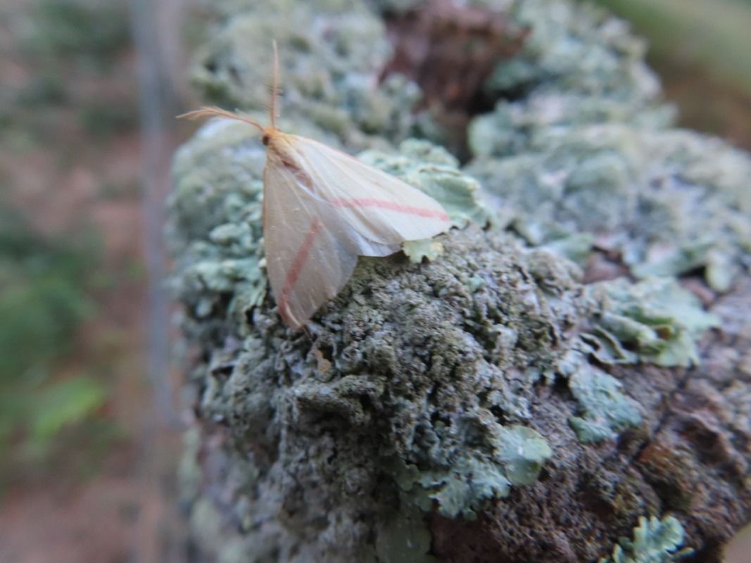 Rhodometra sacraria  - Jose Manuel Unanue