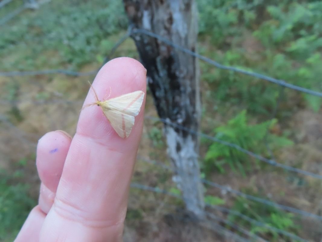 Rhodometra sacraria  - Jose Manuel Unanue