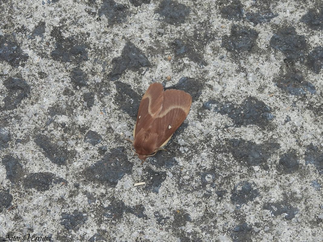 Lasiocampa quercus  - Aitor Urrutia