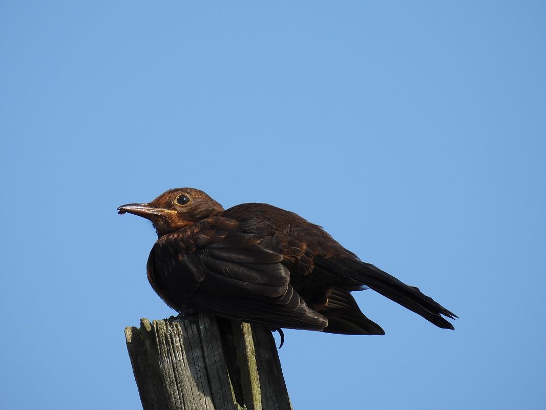 Common Blackbird  - Juana Oyanguren