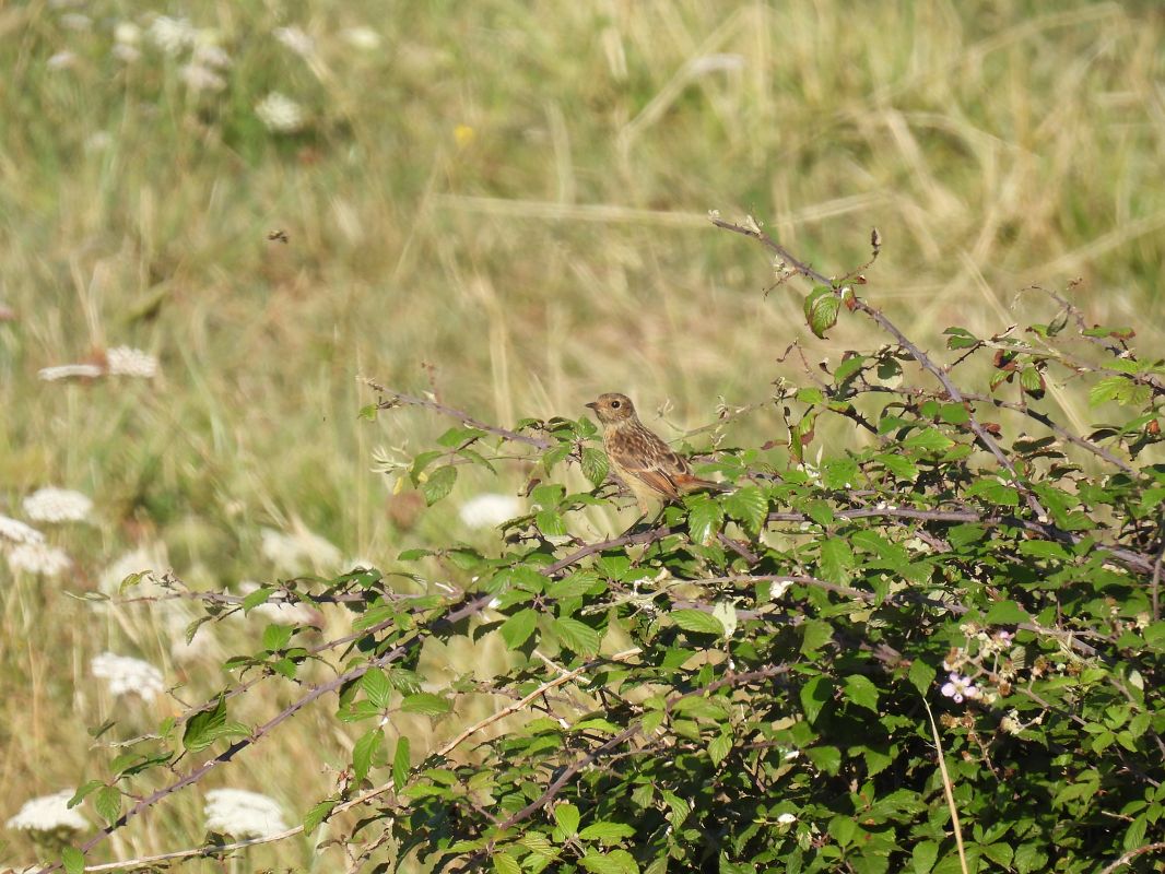 European Stonechat  - Juana Oyanguren