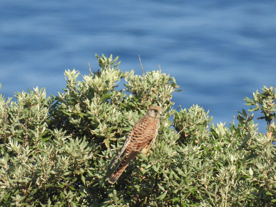 Common Kestrel  - Juana Oyanguren