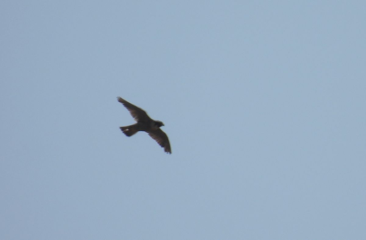 Peregrine Falcon  - Juana Oyanguren