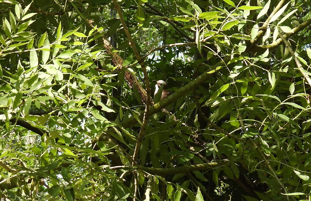 Eurasian Jay  - Juana Oyanguren