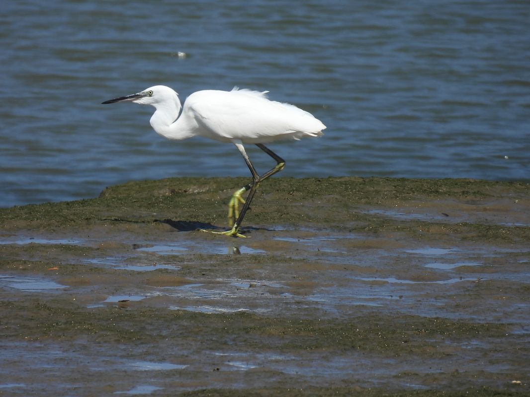 Little Egret  - Juana Oyanguren