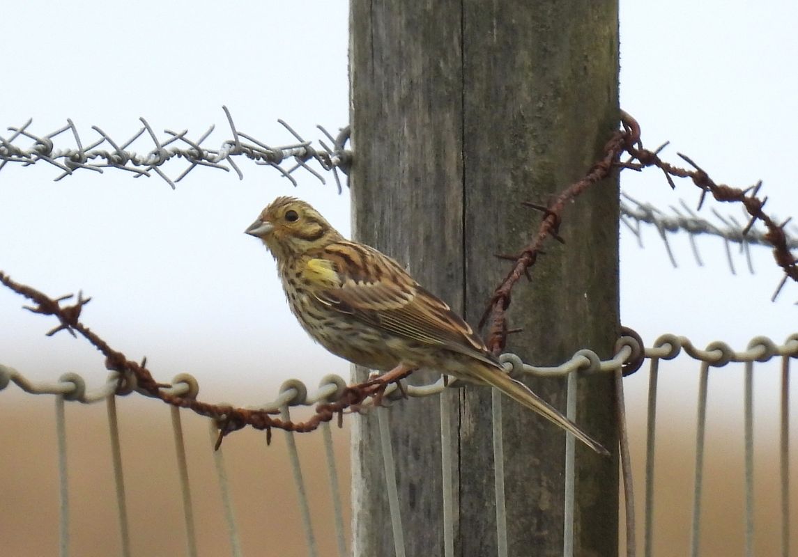 Emberiza sp.  - Juana Oyanguren