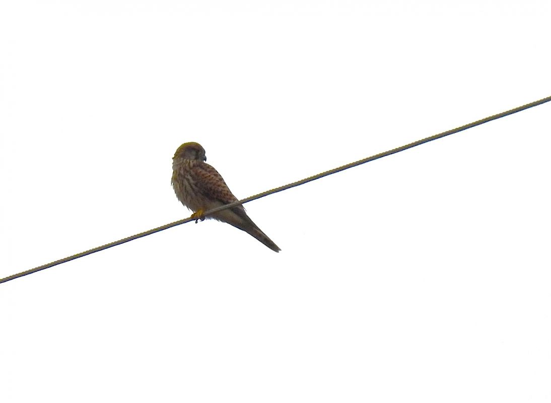 Belatz gorria  - Juana Oyanguren
