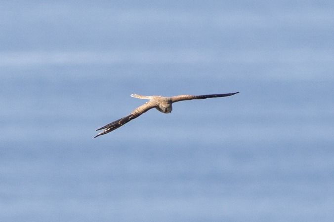 Halcón Peregrino  - Jon Balsera