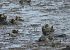 Calidris fuscicollis  - Alfredo Herrero
