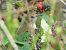Common Whitethroat  - Alfredo Herrero