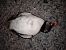 Fratercula arctica © Jon Etxezarreta