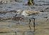 White-rumped Sandpiper (Calidris fuscicollis) © Alfredo Valiente