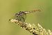Trithemis annulata © Joseba Otaegi