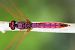 Trithemis annulata  - Joseba Otaegi