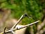 Orthetrum albistylum  - David Santamaría