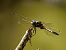 Orthetrum albistylum © David Santamaría