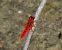 Crocothémis écarlate (Crocothemis erythraea) © Juan Carlos Palacios
