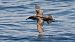 Gabai balearra (Puffinus mauretanicus) © Jon Zubiaur