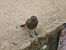 Black Redstart - Jose Manuel Unanue