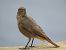 Black Redstart - Jose Manuel Unanue