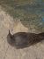 Black Redstart - Jose Manuel Unanue