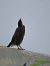 Black Redstart - Jose Manuel Unanue