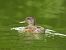 Canard chipeau - Aitor Urrutia