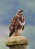 Common Buzzard - Roberto Alberdi