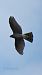 Gabirai arrunta (Accipiter nisus) © Roberto Alberdi