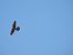 Common Kestrel  - Juana Oyanguren