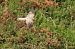 Common Kestrel  - Juana Oyanguren